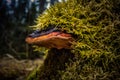 A beautiful, orange mushroom growing on an old, rotten tree stump. Spring scenery in forest with fungi. Royalty Free Stock Photo