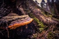 A beautiful, orange mushroom growing on an old, rotten tree stump. Spring scenery in forest with fungi. Royalty Free Stock Photo