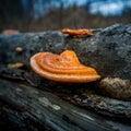 A beautiful, orange mushroom growing on an old, rotten tree stump. Spring scenery in forest with fungi. Royalty Free Stock Photo