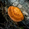 A beautiful, orange mushroom growing on an old, rotten tree stump. Spring scenery in forest with fungi. Royalty Free Stock Photo