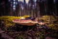 A beautiful, orange mushroom growing on an old, rotten tree stump. Spring scenery in forest with fungi. Royalty Free Stock Photo