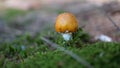 Close up small orange mushroom isolated with blurry background Royalty Free Stock Photo