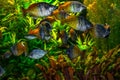 Beautiful orange-nacreous fishes of the Boesemani rainbowfish in Exposition Aquarium Complex of Freshwater Fauna of DNU Ukraine