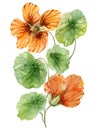 Beautiful orange nasturtium flower nose-twister on a green stem with leaves. Isolated on white background. Watercolor painting Royalty Free Stock Photo