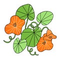 Beautiful orange nasturtium flowers, cartoon vector illustration