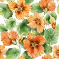 Beautiful orange nasturtium flowers nose-twister with leaves on white background. Seamless floral pattern. Watercolor painting