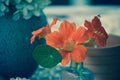 Beautiful orange nasturtiums flowers in end of summer Royalty Free Stock Photo