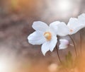 Beautiful Orange Nature Background.Abstract Artistic Wallpaper.Art Macro Photography.Creative Amazing Floral Photo.Anemone Flower. Royalty Free Stock Photo