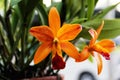 Beautiful orange orchid cattleya close up