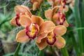 Beautiful orange orchid flower branche