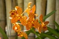 Beautiful orange orchid flowers in the tropical garden Royalty Free Stock Photo