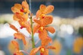 Beautiful orange orchids flower tree