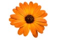 beautiful orange osteospermum or african daisy flower isolated Royalty Free Stock Photo