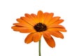 beautiful orange osteospermum or african daisy flower isolated Royalty Free Stock Photo