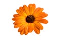 beautiful orange osteospermum or african daisy flower isolated Royalty Free Stock Photo