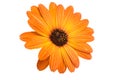 beautiful orange osteospermum or african daisy flower isolated Royalty Free Stock Photo