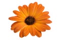 beautiful orange osteospermum or african daisy flower isolated Royalty Free Stock Photo