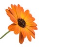 beautiful orange osteospermum or african daisy flower isolated Royalty Free Stock Photo