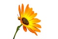 beautiful orange osteospermum or african daisy flower isolated Royalty Free Stock Photo