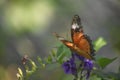 Beautiful Orange Painted Lady Butterfly on Purple Flowers Royalty Free Stock Photo