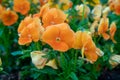 Beautiful orange pansy flower during spring time Royalty Free Stock Photo