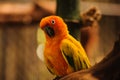 Beautiful orange parrot ,sun conure Royalty Free Stock Photo