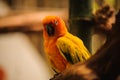 Beautiful orange parrot ,sun conure Royalty Free Stock Photo
