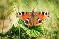 Beautiful orange Peacock butterfly sitting on a green leaf Royalty Free Stock Photo