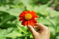 Beautiful orange petals of Mexican sunflower in a hand on blurred green leaf, it`s flowering plant in Asteraceae family, known as