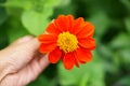 Beautiful orange petals of Mexican sunflower in a hand on blurred green leaf, flowering plant in Asteraceae family