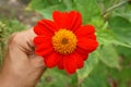 Beautiful orange petals of Mexican sunflower in a hand on blurred green leaves, it`s flowering plant in Asteraceae family, known