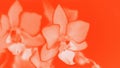 Beautiful orange phalaenopsis orchid flowers on the lush lava background, 16:9 panoramic format