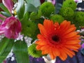 Beautiful Orange and pink Flowers Plants Blossoms Royalty Free Stock Photo