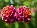 Beautiful orange and pink Lantana camara flowers in tropical garden of Tenerife,Canary Islands,Spain.