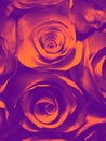 Beautiful orange pink red yellow and black rose flower illustration background and texture in the garden Royalty Free Stock Photo