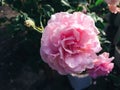 Beautiful orange and pink rose