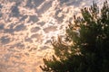 Beautiful orange-pink sunset in the cloudy sky and green pine branches Royalty Free Stock Photo