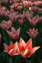 Beautiful orange and pink tulips