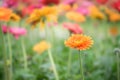 Beautiful orange, pink and yellow gerbera daisy flower in the ga Royalty Free Stock Photo