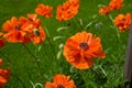 Beautiful orange poppies budding and blooming in the spring