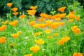 Beautiful Orange poppy flowers with its green trees in a spring season at Botanic garden. Royalty Free Stock Photo