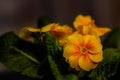 Beautiful orange primula close-up