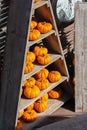 Beautiful orange pumpkins on the decorative wooden shelves of a triangular rack. Harvest Vegetable Shop Decor For Halloween. Small Royalty Free Stock Photo