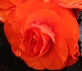 Beautiful orange Ranunculus