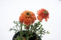 Beautiful orange ranunculus flower on white background - close-up Royalty Free Stock Photo