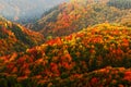 Beautiful orange and red autumn forest. Autumn forest, many trees in the orange hills, orange oak, yellow birch, green spruce, Boh