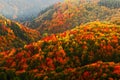 Beautiful orange and red autumn forest. Autumn forest, many trees in the orange hills, orange oak, yellow birch, green spruce