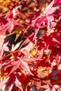 The beautiful orange and red autumn shades of the Acer Palmatum bonsai tree