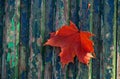Beautiful autumnal maple leaf on blue background Royalty Free Stock Photo