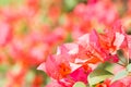 Beautiful orange red bougainvillea flowers with blur background Royalty Free Stock Photo